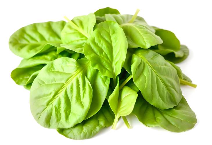 Fresh Spinach Leaves Natures Green Superfood